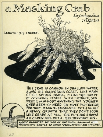 A masking crab: Loxorhynchus crispatus (illustration from &quot;The Ocean World&quot;)