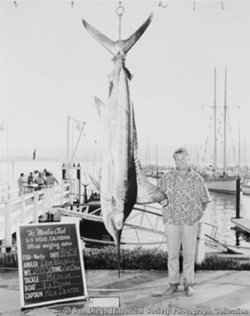 Don Russell posing with marlin catch at Marlin Club official weighing station