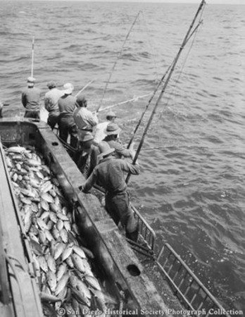 Tuna fishermen pole fishing from side of boat, tuna piled on deck