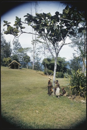 Kwiop, men including Wando under breadfruit tree