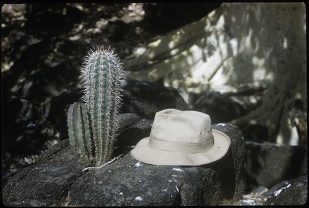 Little Cardón and Garambullo, Calmallí Viejo