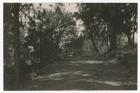 Road at Pine Hills