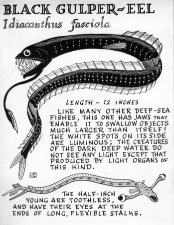 Black gulper-eel: Idiacanthus fasciola (illustration from &quot;The Ocean World&quot;)