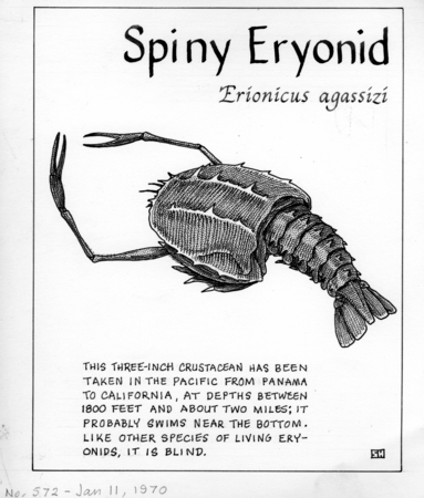 Spiny eryonid: Erionicus agassizi (illustration from &quot;The Ocean World&quot;)