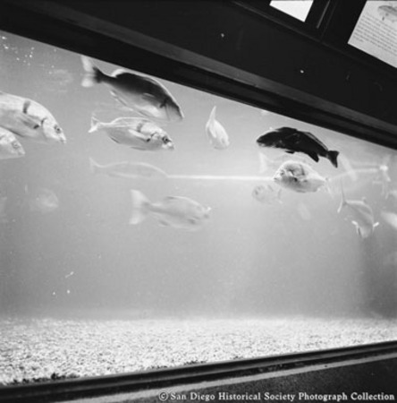 Close-up view of fish in Scripps Aquarium display