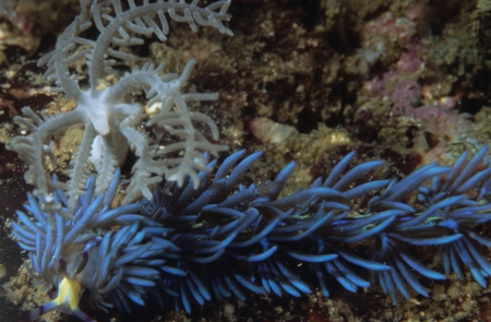 Blue nudibranch, often called a sea slug