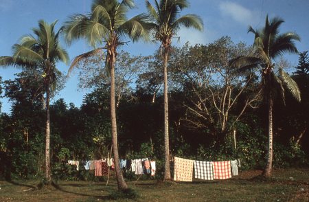Colorful laundry against a backdrop of lush land and coconut trees