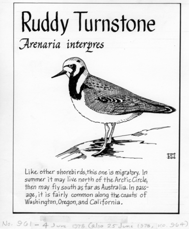 Ruddy turnstone: Arenaria interpres (illustration from &quot;The Ocean World&quot;)