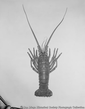 [Promotional photograph of lobster used by Sourthern California Fishermen&#39;s Association]