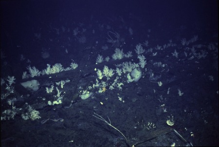Growth on the gangplank, north of Hut Point, during Paul Dayton&#39;s benthic ecology research project. near McMurdo Station, ...