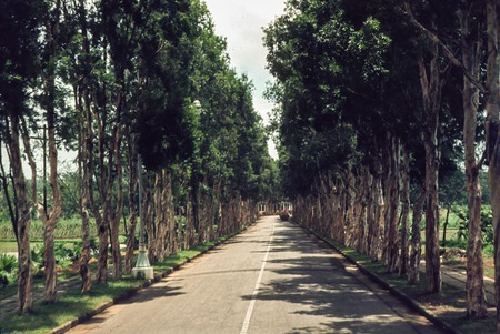 Tree Lined Paved Road in Rural China