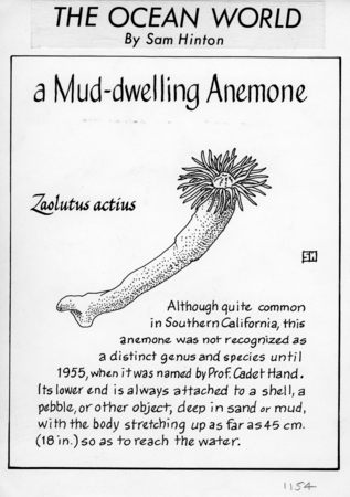 A mud-dwelling anemone: Zaolutus actius (illustration from &quot;The Ocean World&quot;)