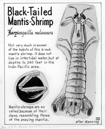 Black-tailed mantis-shrimp: Harpiosquilla melanoura (illustration from &quot;The Ocean World&quot;)