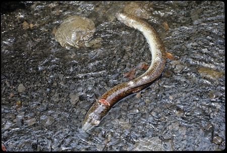 Dead eell
