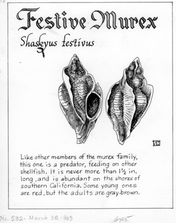 Festive murex: Shaskyus festivus (illustration from &quot;The Ocean World&quot;)