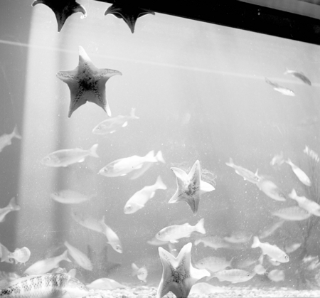 Scripps Aquarium