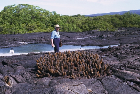 Laura C. Hubbs with lava cactus (Brachycereus) cluster, Punta Espinosa, Isla Fernandina, Galápagos