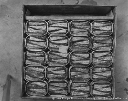 Sardines packed in cans