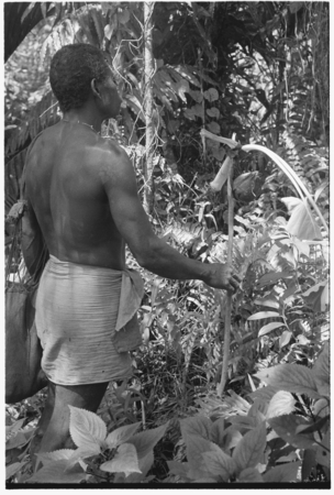 Tome Arika talking to ancestors behind men&#39;s house with niu&#39;igani offering of taro and coconuts in hand.