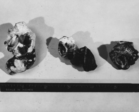 Fossils collected by Roger Revelle on MidPac Expedition