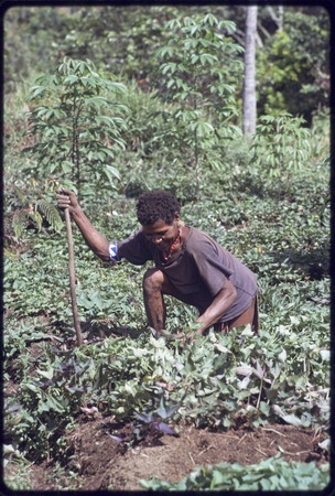 Western Highlands: woman uses digging stick among sweet potato plants, harvesting a tuber