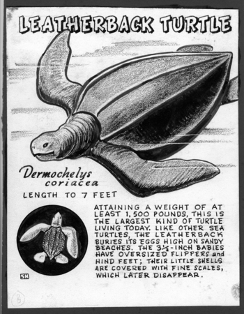 Leatherback turtle: Dermochelys coriacea (illustration from &quot;The Ocean World&quot;)