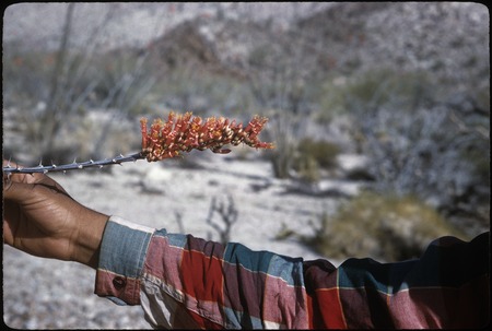 Ocotillos blossom in Cañon San Matías