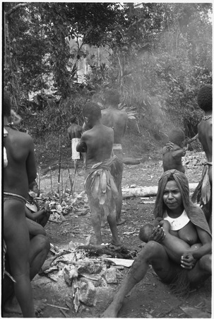 Pig festival, pig sacrifice, Tsembaga: clan members watch pigs being killed in ancestral shrine