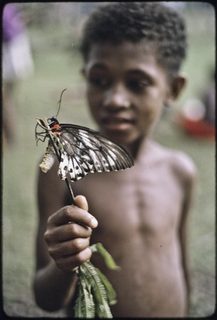 Butterfly emerging from cocoon on a twig, held by boy