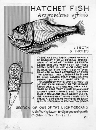 Hatchetfish: Argyropelecus affinis (illustration from &quot;The Ocean World&quot;)