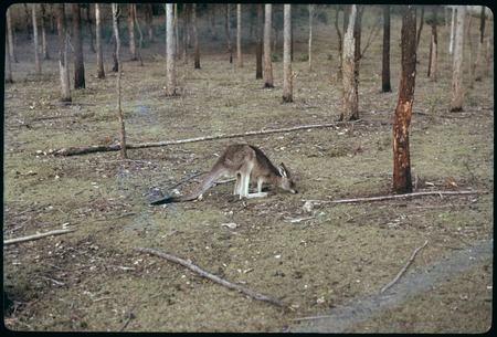 Kangaroo in Lone Pines Park at Brisbane