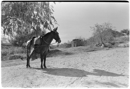 Saddled mule at Rancho San Bartolo in the Cape Sierra region