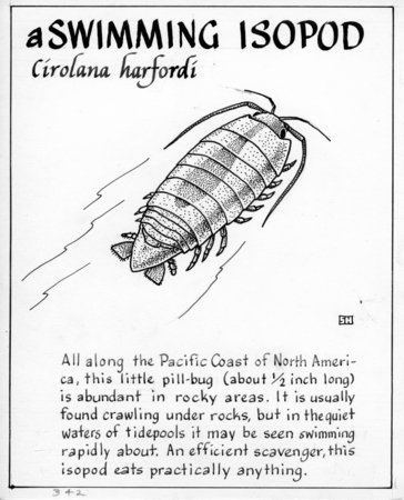 A swimming isopod: Cirolana harfordi (illustration from &quot;The Ocean World&quot;)