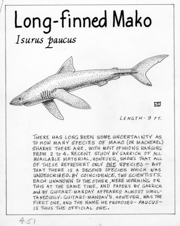 Long-finned mako: Isurus paucus (illustration from &quot;The Ocean World&quot;)