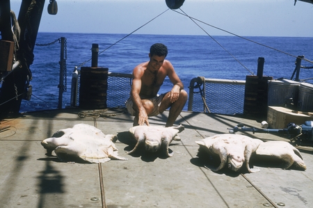[Bob Haines with sea turtles on deck of R/V Spencer F. Baird]