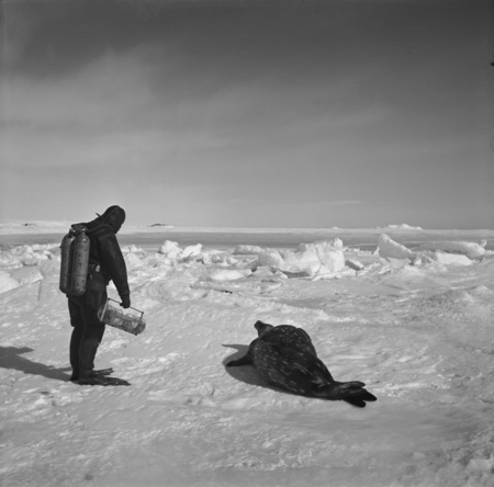 Alexander F. Pushkin with Weddell seal, holding specimen collecting device