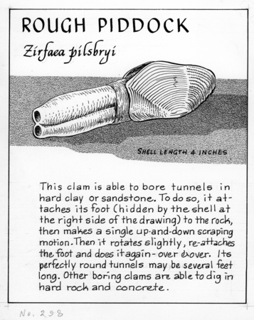 Rough piddock: Zirfaea pilsbryi (illustration from &quot;The Ocean World&quot;)