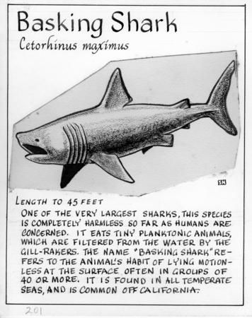 Basking shark: Cetorhinus maximus (illustration from &quot;The Ocean World&quot;)