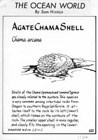 Agate chama shell: Chama arcana (illustration from &quot;The Ocean World&quot;)