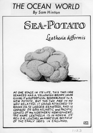 Sea-potato: Leathesia difformis (illustration from &quot;The Ocean World&quot;)