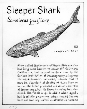 Sleeper shark: Somniosus pacificus (illustration from &quot;The Ocean World&quot;)