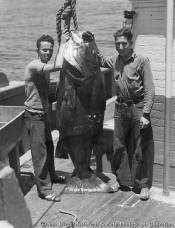 Two men on deck of boat posing with giant sea bass