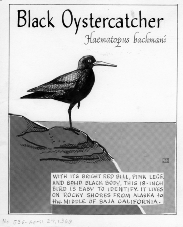 Black oystercatcher: Haematopus bachmani (illustration from &quot;The Ocean World&quot;)