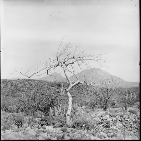 Landscape with Las Tres Vírgenes in background on trail between San Ignacio and Santa Gertrudis