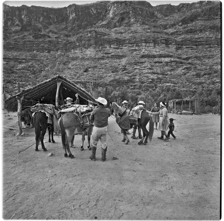 Packing mules at Rancho Güeribito