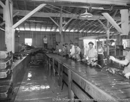 Workers cleaning fish inside Westgate Sea Products Company