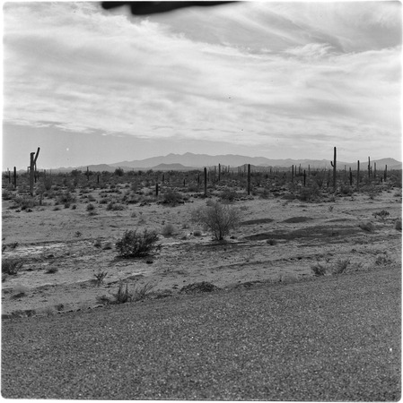 View of desert near Las Trincheras