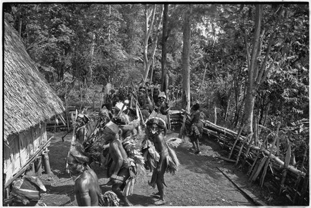 Pig festival, stake-planting, Tuguma: men dance inside fence, prior to joining procession to enemy boundary