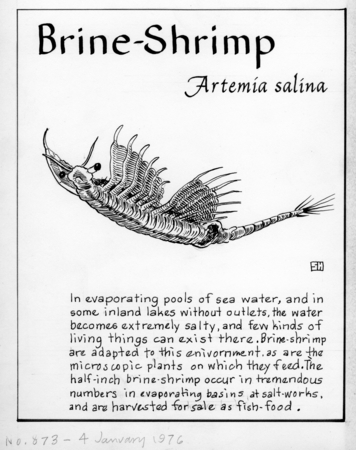 Brine-shrimp: Artemia salina (illustration from &quot;The Ocean World&quot;)