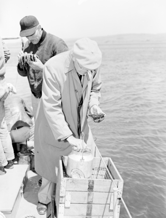 Raymond Osborne searches for bryozoa on Bios Pacifica in Tomales Bay, circa 1950